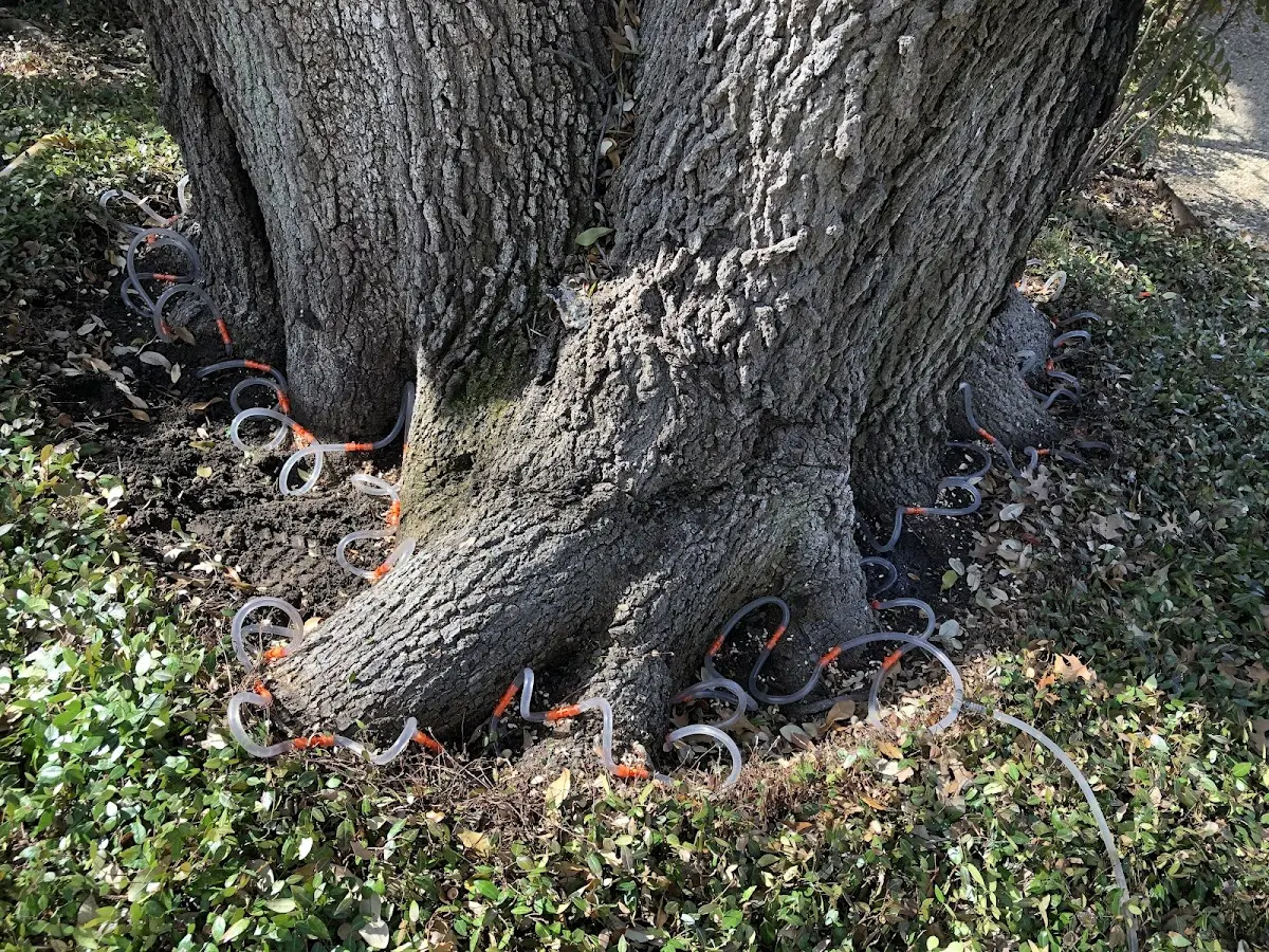 Detailed Tree Cabling and Bracing job site in Brainardsville