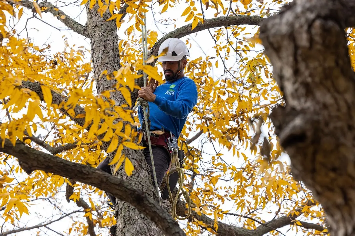 Skilled Tree Transplanting crew working in Brainardsville